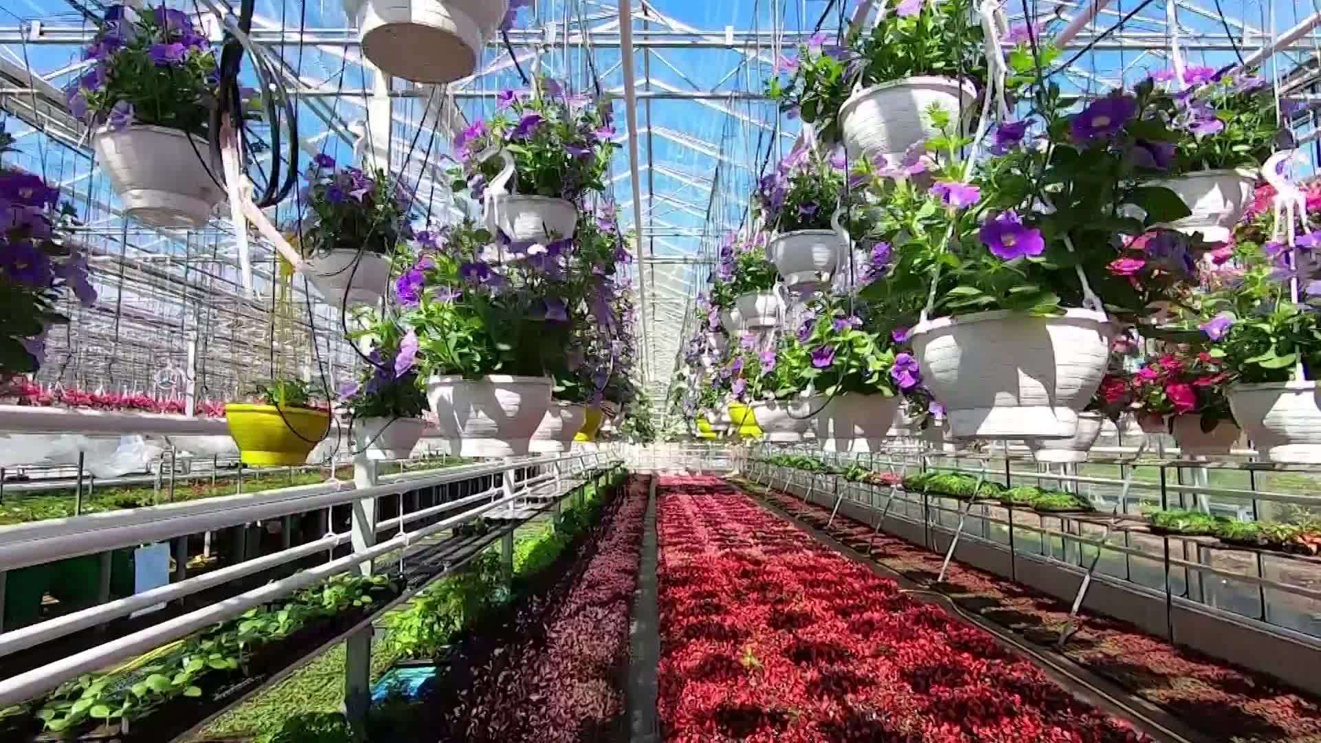 Магазин Цветов Теплица Спб