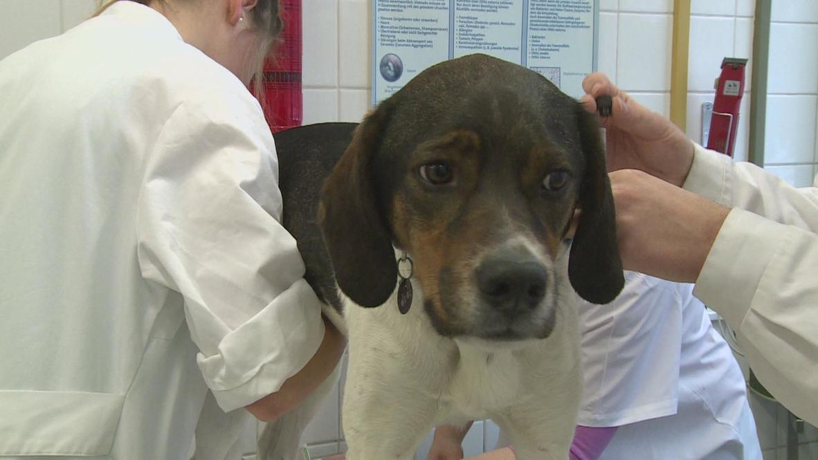 Germany: Man's best friend lends a helping paw