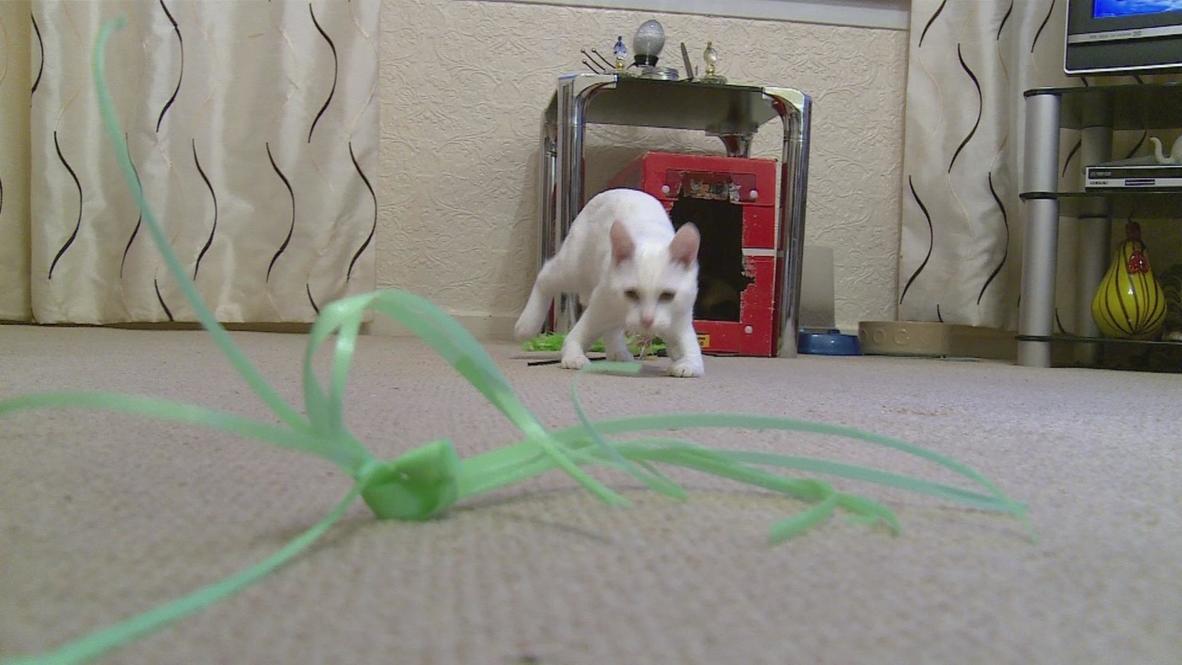 UK: Cat born missing front leg bones to receive life-changing op