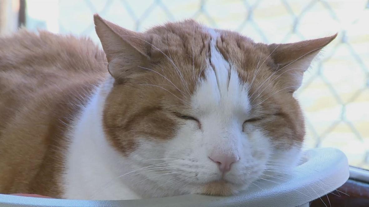 Netherlands: Catnap on the canal