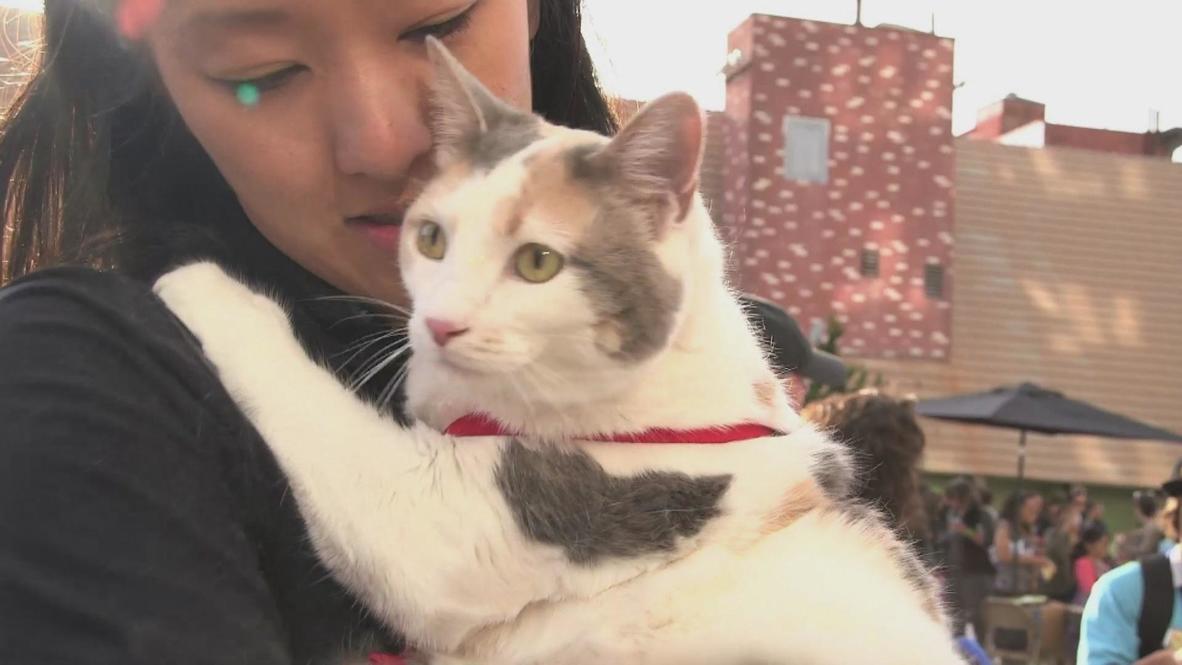 USA: Internet Cat Video Festival far from cat-astrophe
