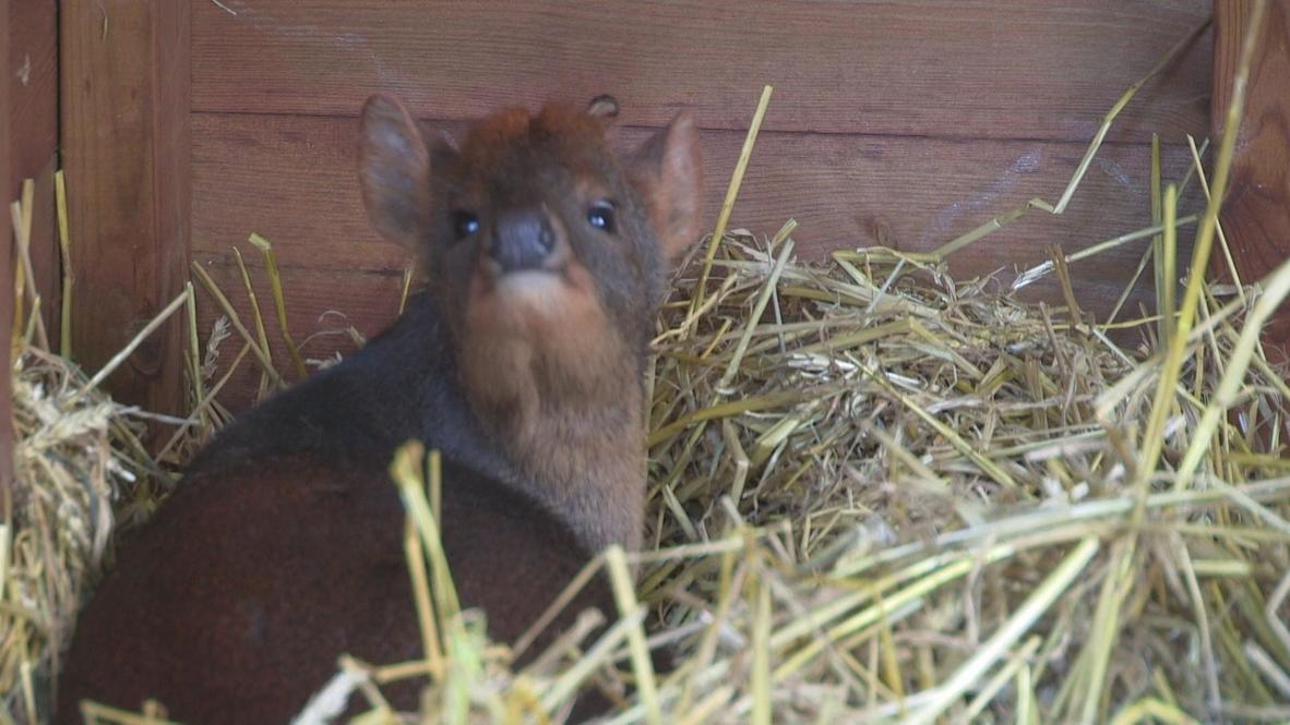 Sweden: Smallest deer in the world enjoys first sunshine
