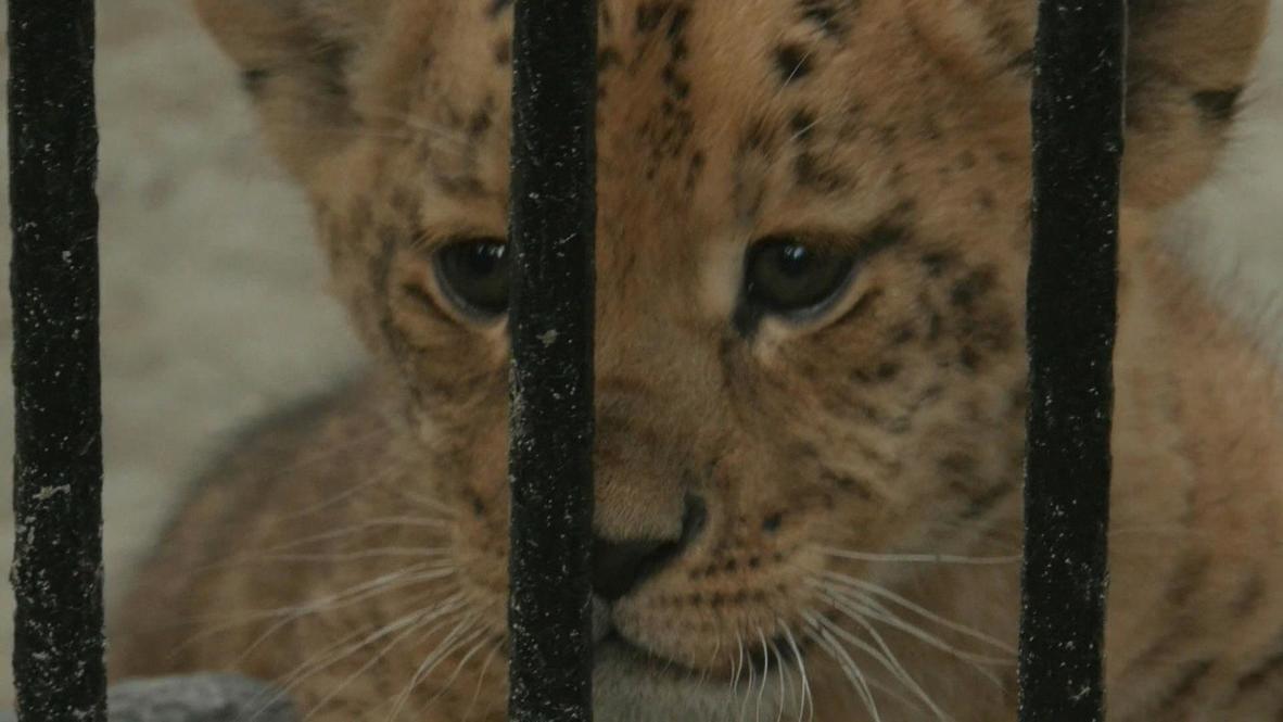 Russia: You won't see this cute but fierce cat in the wild! The liliger