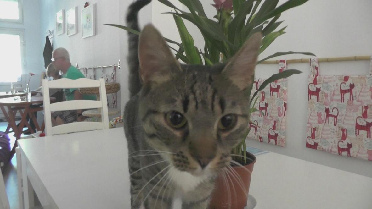 Germany: Coffee-cat cafe captures customers
