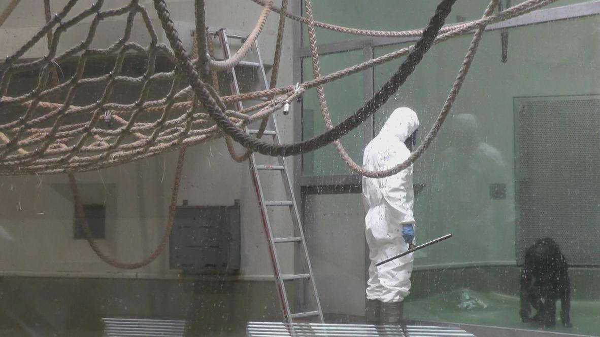Germany: Monkeys sick, monkeys doo-doo