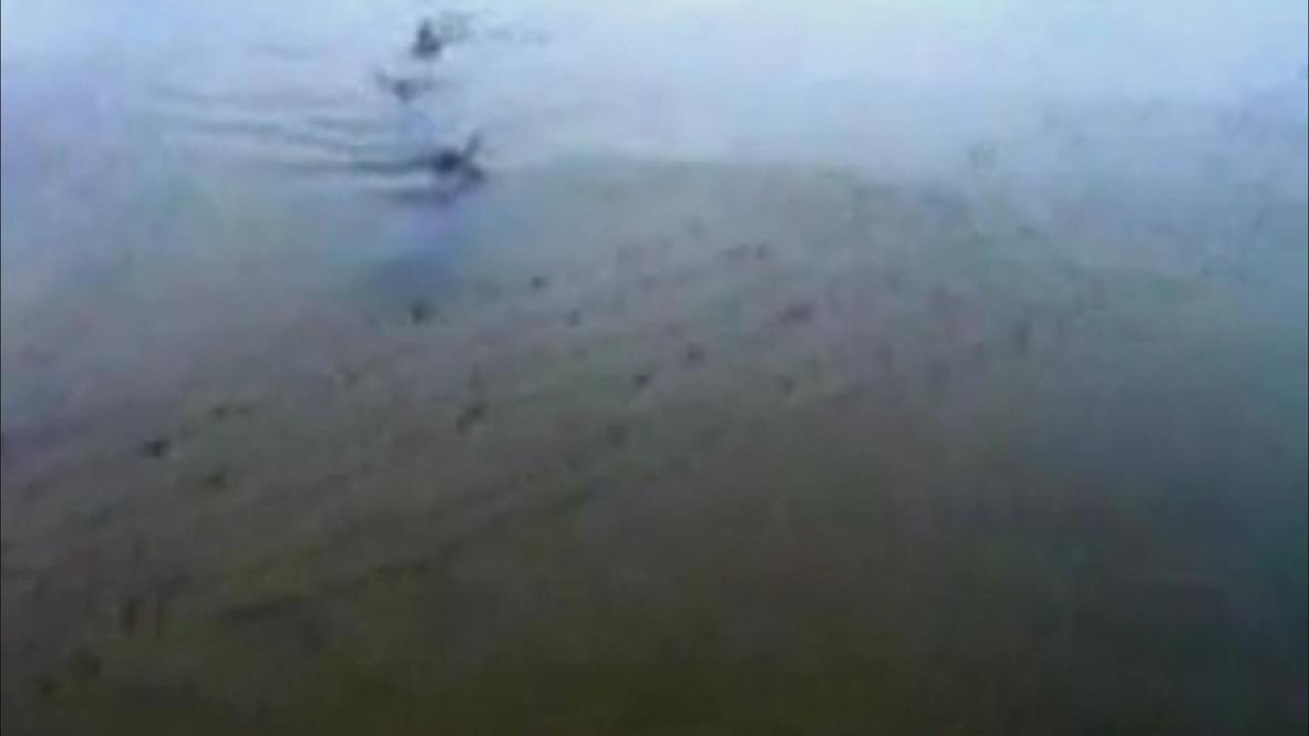 UK: Five-foot shark spotted swimming its way inland