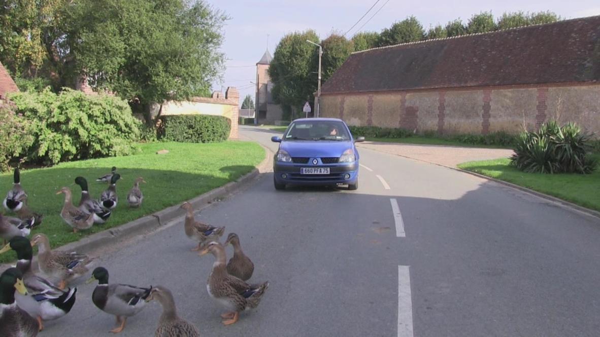 France: Menacing ducks slow speed demon drivers
