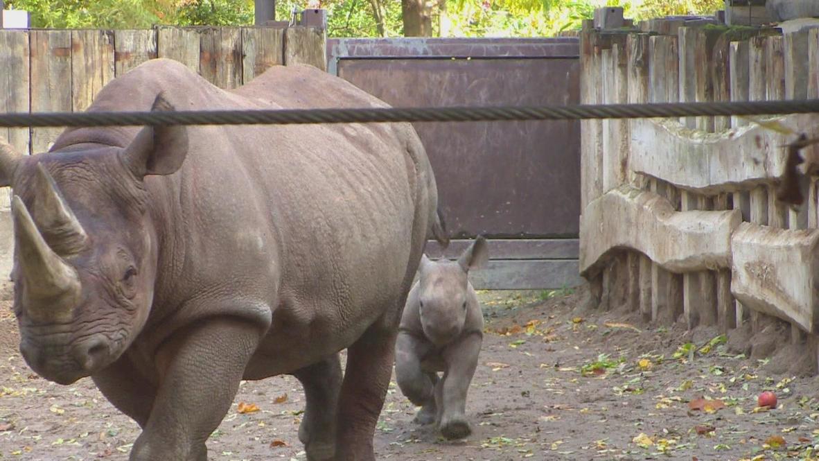 German: Baby Rhino baptized 'Samia' at Leipzig zoo