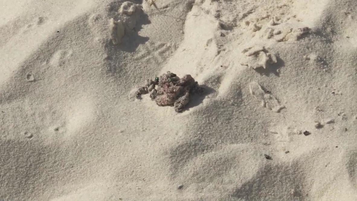 Tunisia: Suicide bomb hits popular tourist resort *GRAPHIC*