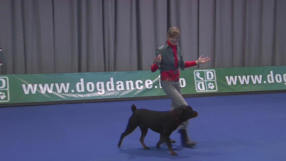 Germany: Dogs get down to Rihanna in dancing competition