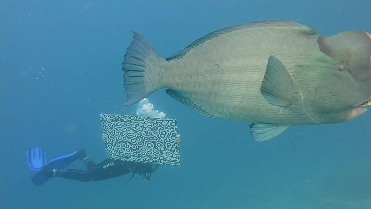 Australia: First-ever underwater art gallery transforms Barrier Reef