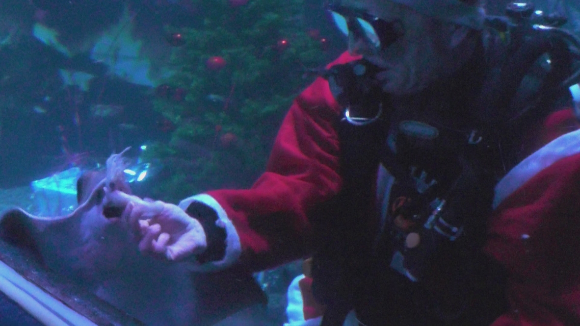 Germany: Santa swims in shark tank for Christmas