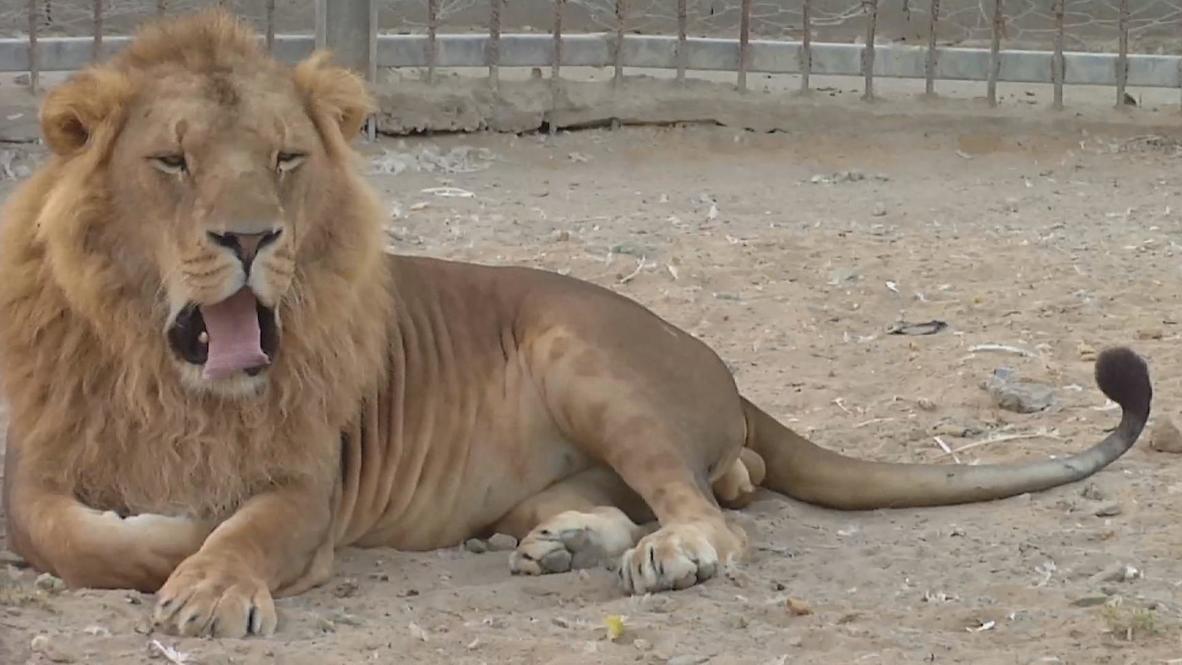 State of Palestine: Poorly run zoos ease daily life for Gazans
