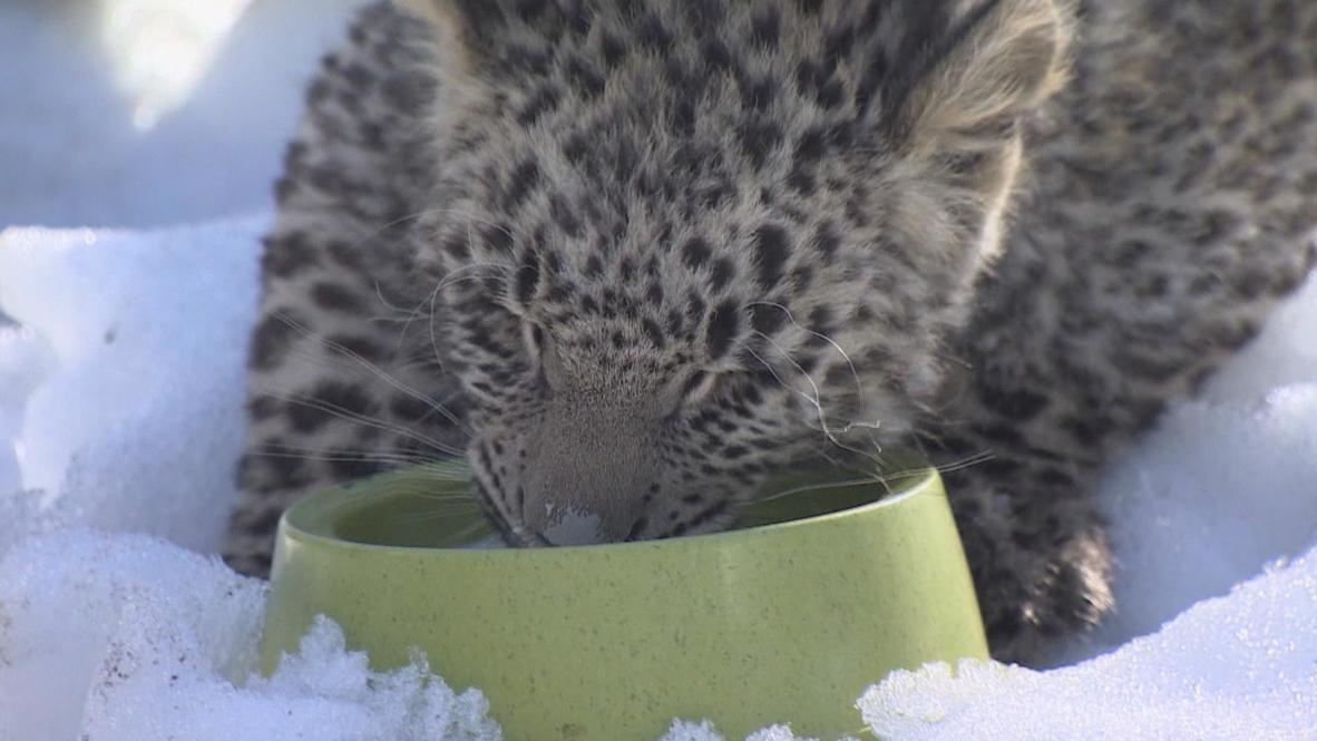 Russia: Endangered Caucasus leopards get new home in Sochi