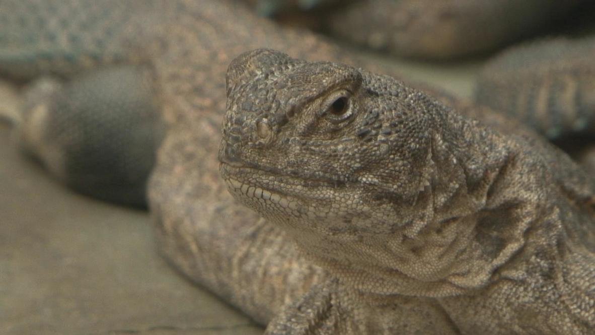 Pakistan: Impotence cured with a spoonful of lizard fat?
