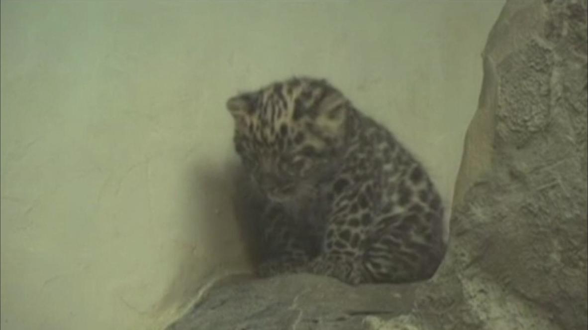 USA: Meet Sochi, the Amur leopard cub