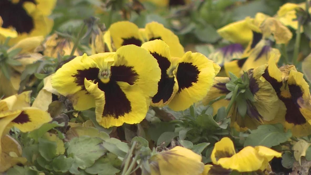Russia: Thousands of flowers planted for 2014 Sochi Winter Olympics