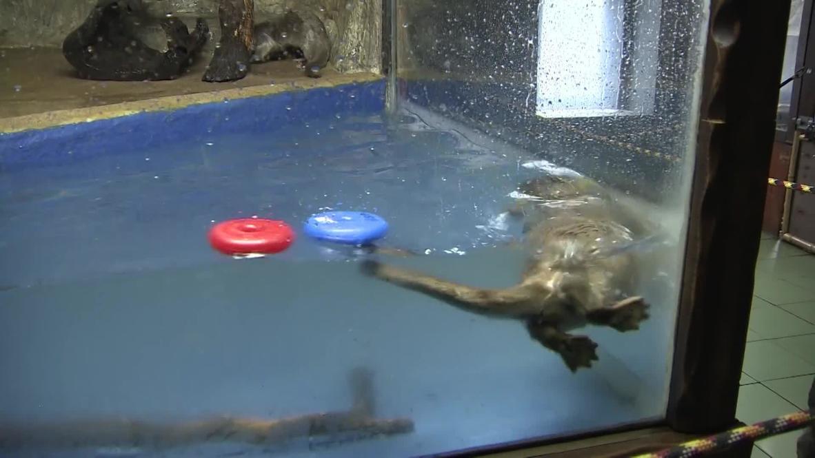 Russia: Crystal gazing otters predict Sochi Olympic results