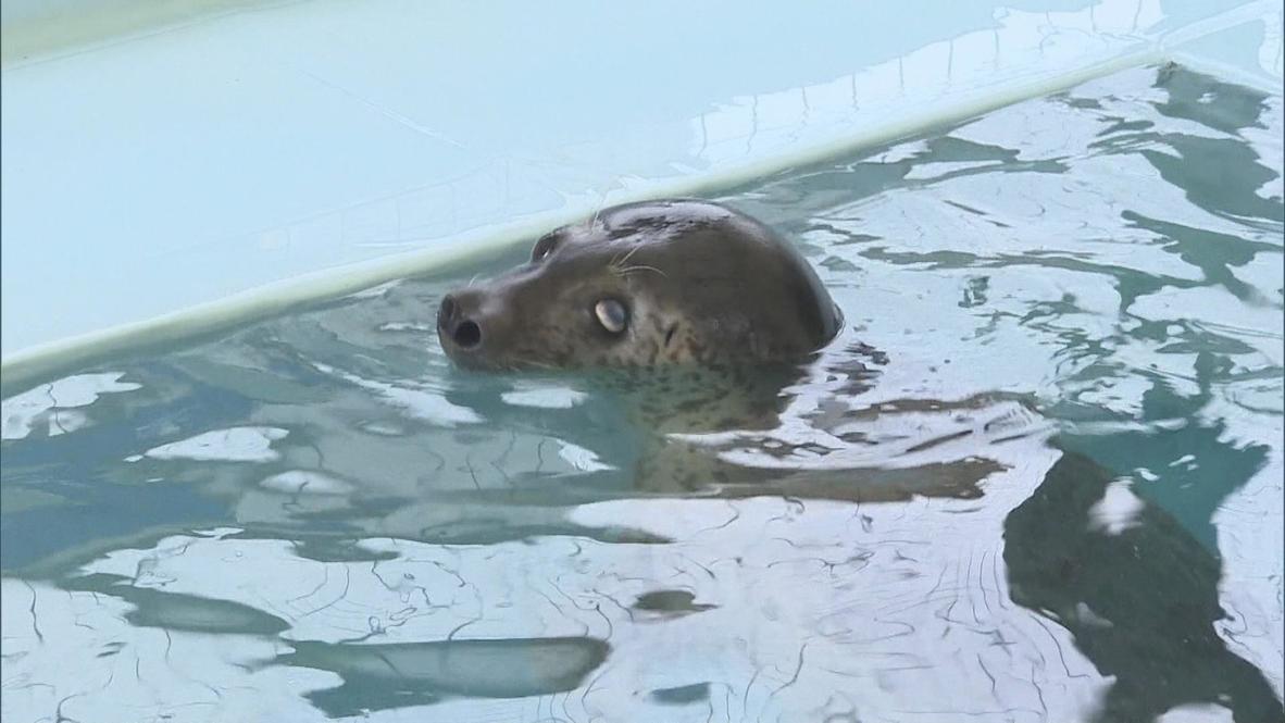 Russia: Is this Sochi's answer to Paul the Octopus?