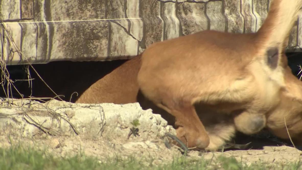 Russia: Sochi's stray dogs have a new home