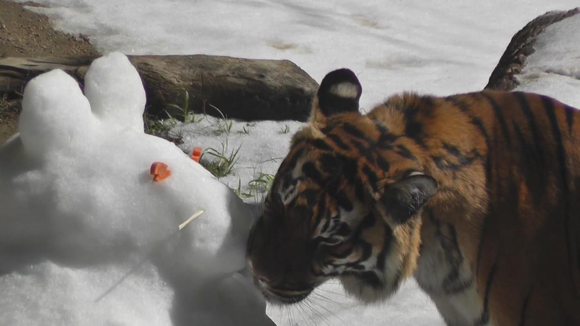 USA: Snow day brings joy to LA Zoo residents