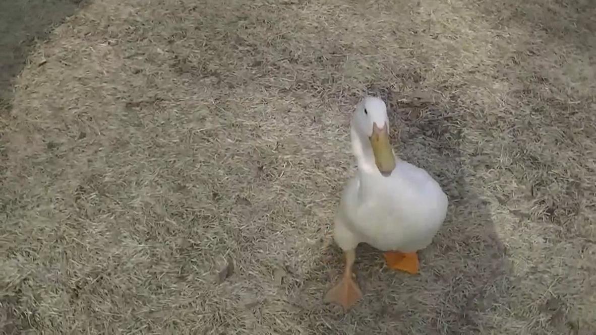 USA: Buttercup, the cyborg duck with a 3D-printed foot