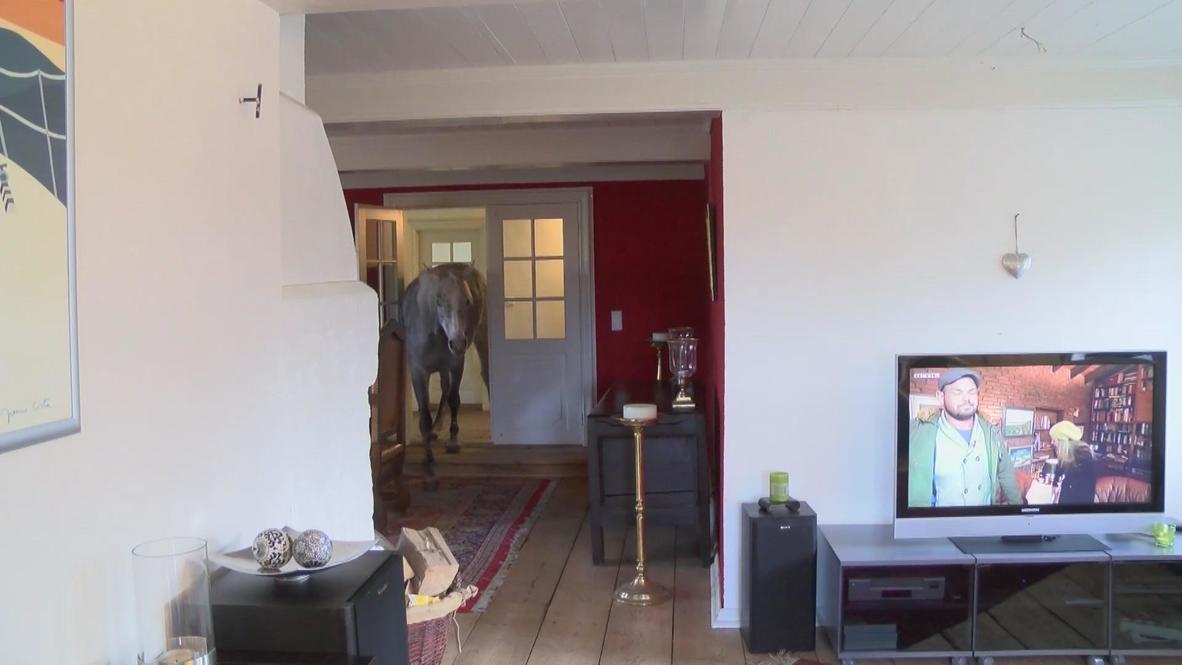 Germany: Meet Nasar, the domesticated horse who lives indoors