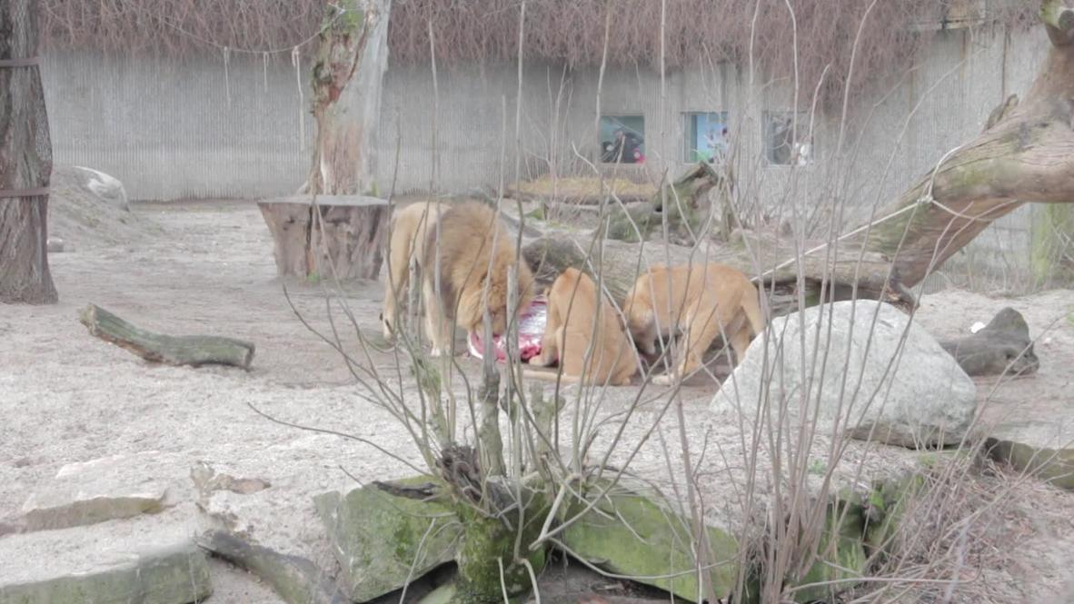 Denmark: Zoo that slaughtered Marius the giraffe and fed him to lions ... kills lion family
