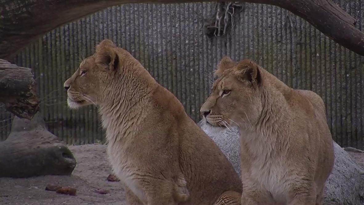 Denmark: Zoo staff fear new lion will be slaughtered - this time not by them