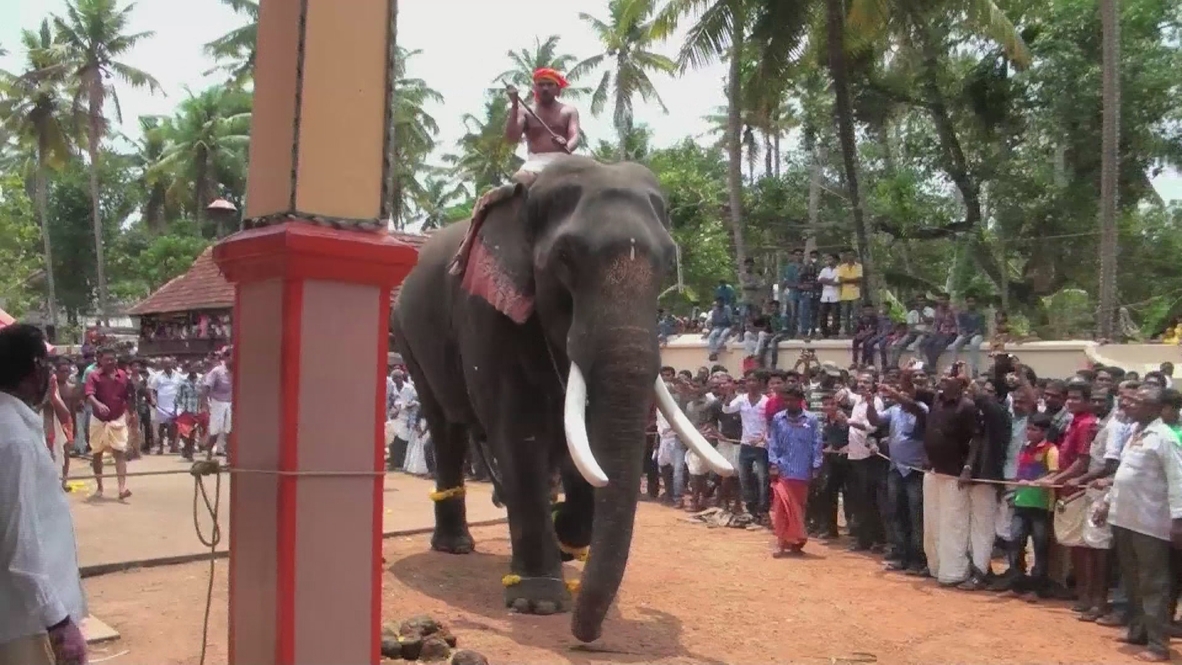 India: Touch the elephant's tail and your dreams will come true