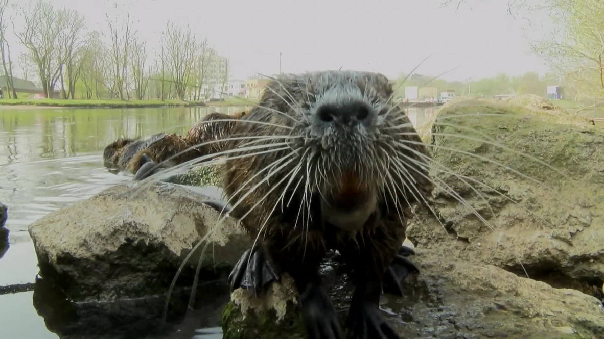Germany: Giant rodents flood the town of Halle