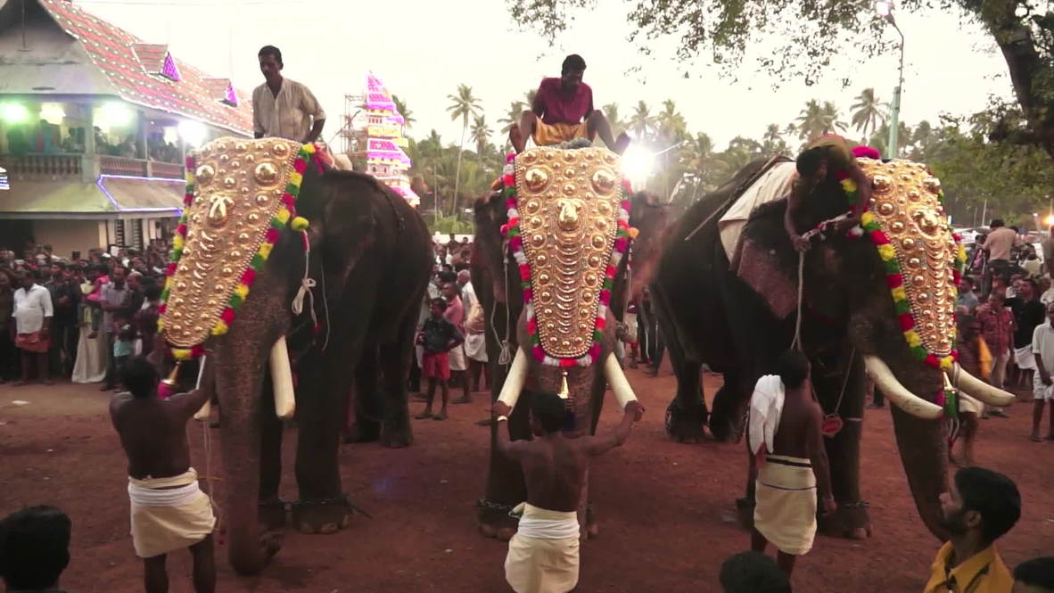 India: Blinged out elephants are the stars of Pooram Temple Festival