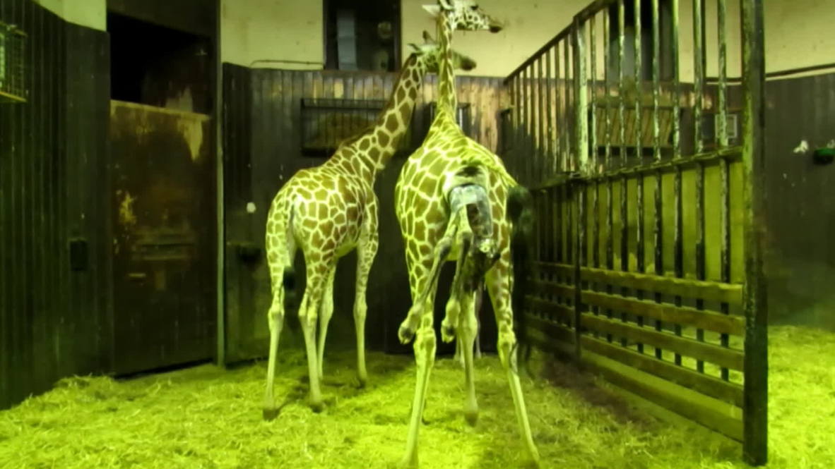 Spain: Endangered Rothschild's giraffe born in Madrid zoo