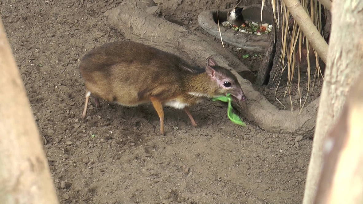 Spain: Hamster-sized deer born in Andalusia zoo