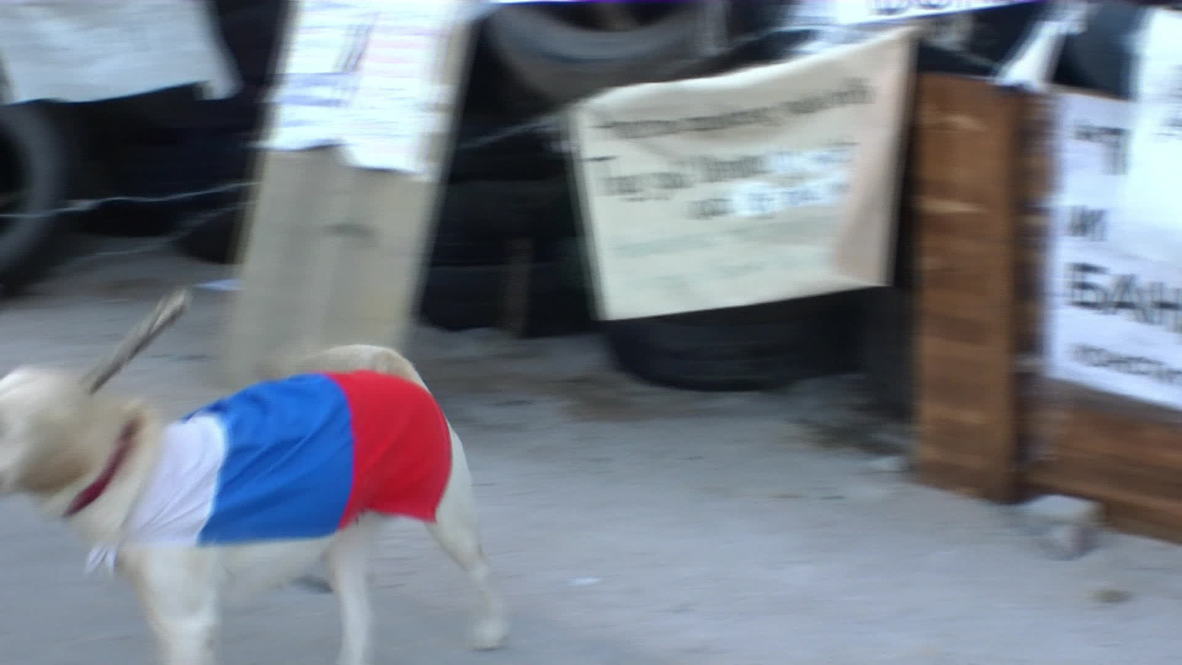 Ukraine: Pro-Russian pooch mans Donetsk barricades