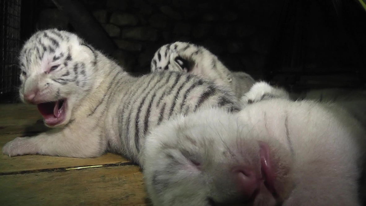 Russia: Four white Bengal tigers born in Yalta zoo