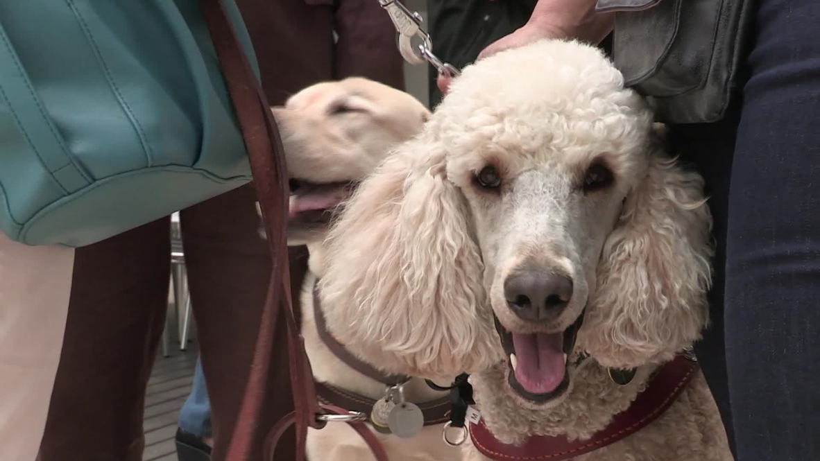 poodle guide dog