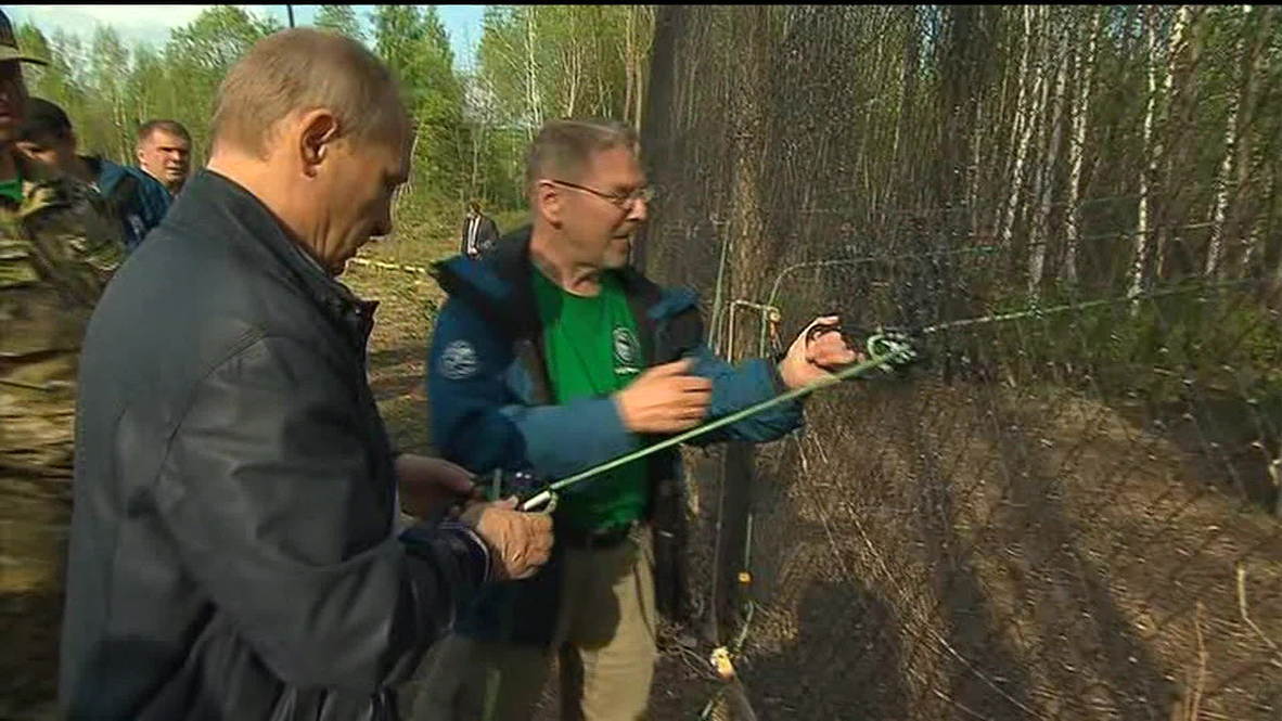 Russia: Putin helps re-release sanctuary tigers into the wild