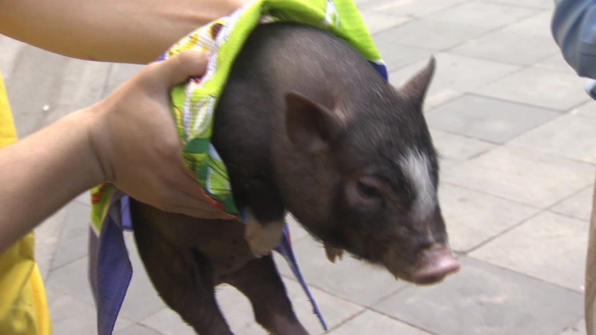 Russia: Even this piglet wants to give Monsanto the boot