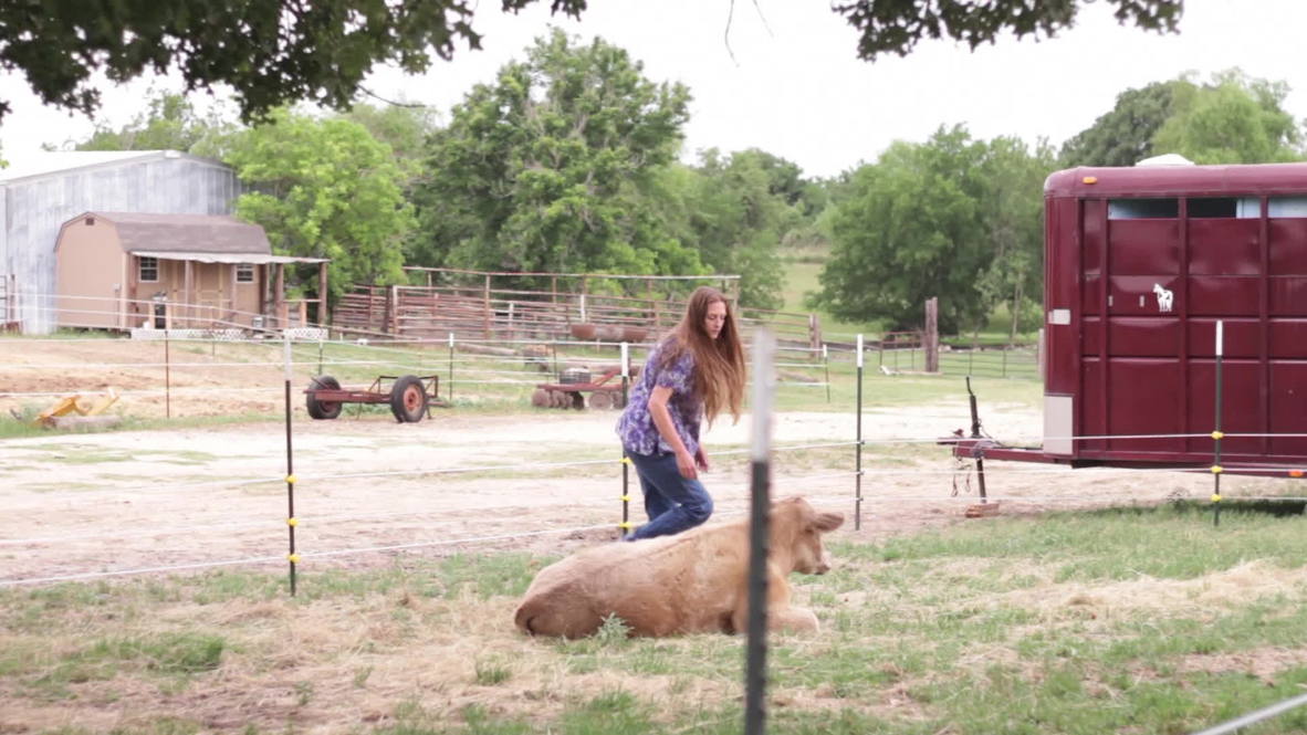 USA: Meet Hero, the calf with prosthetic legs