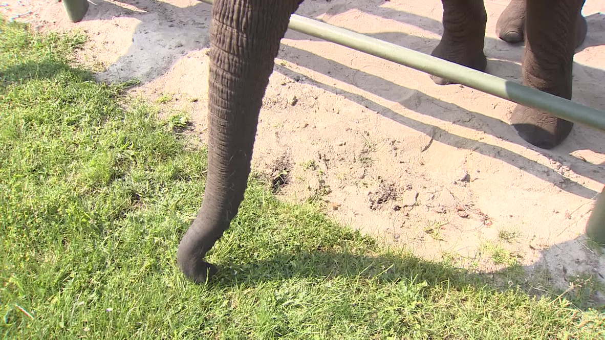 Germany: Elephant oracle predicts World Cup results