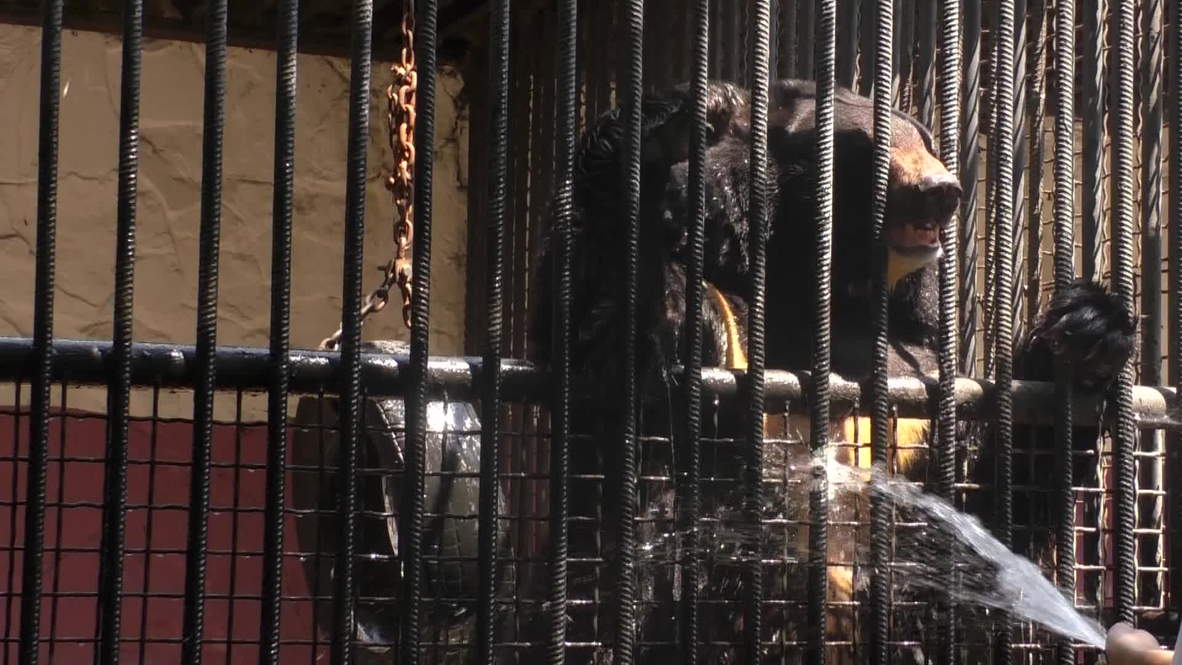 Ukraine: Zoo animals the victims of on-going military operations?