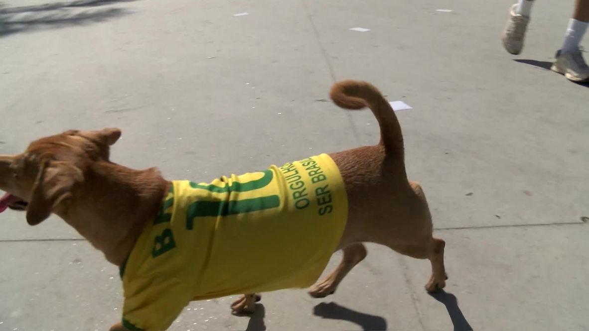 Brazil: Meet Brazil's cutest canine footy fans