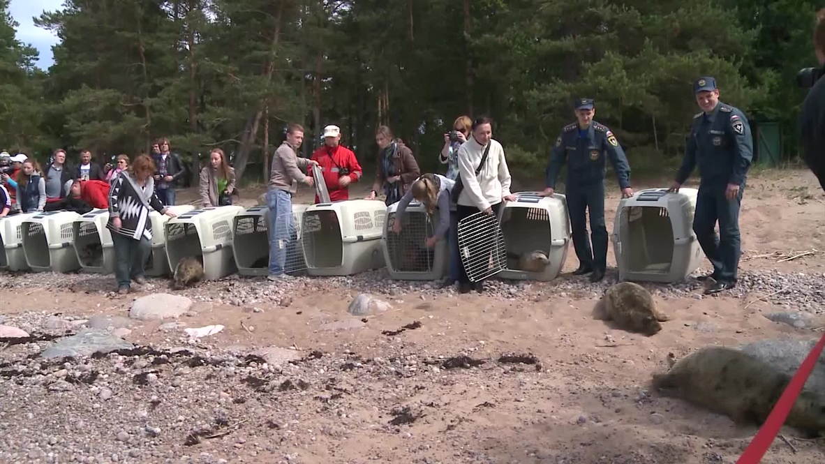 Russia: Rehab seals released back into the wild