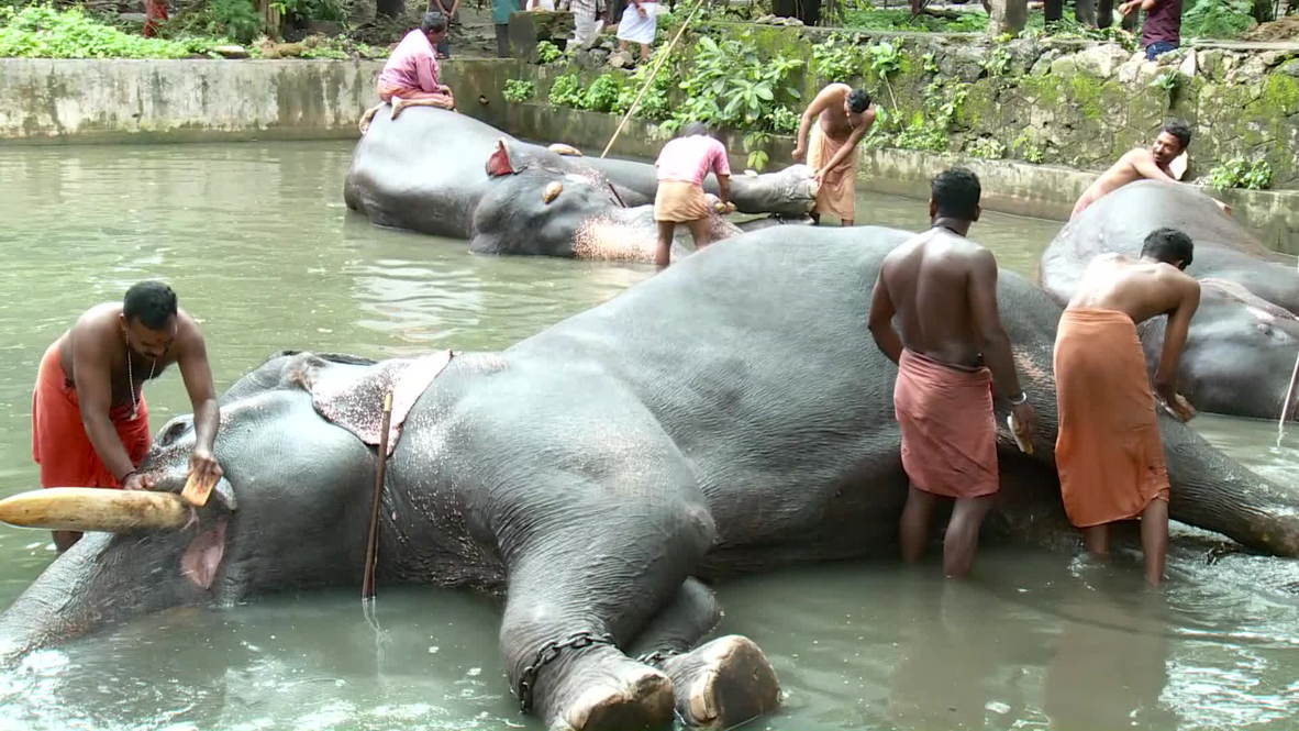 India: Elephants get pampered at animal salon