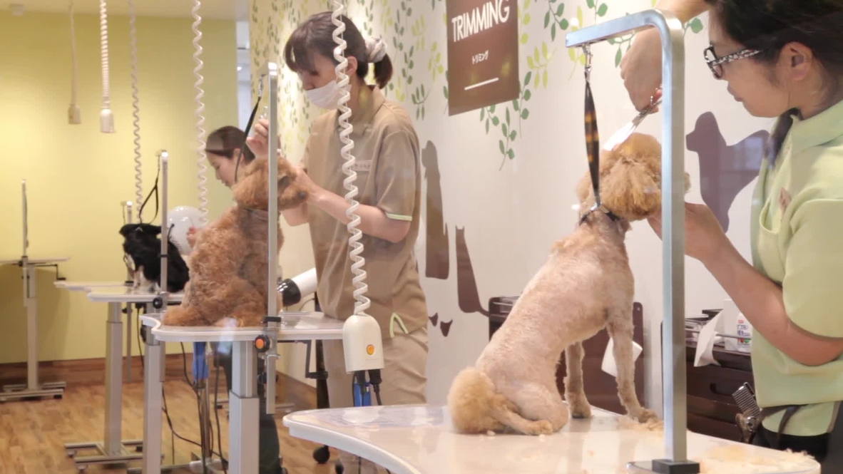 Japan: Faithful hounds live out golden years in canine care home
