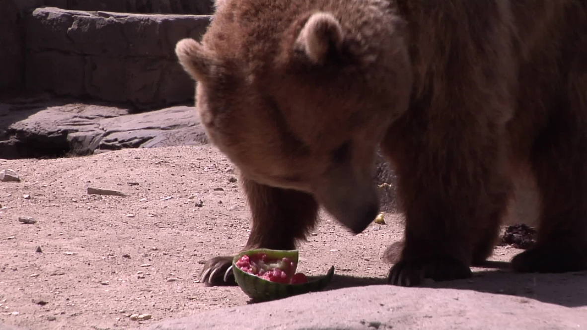 Spain: Rhinos tuck into ice-cream in sweltering Madrid