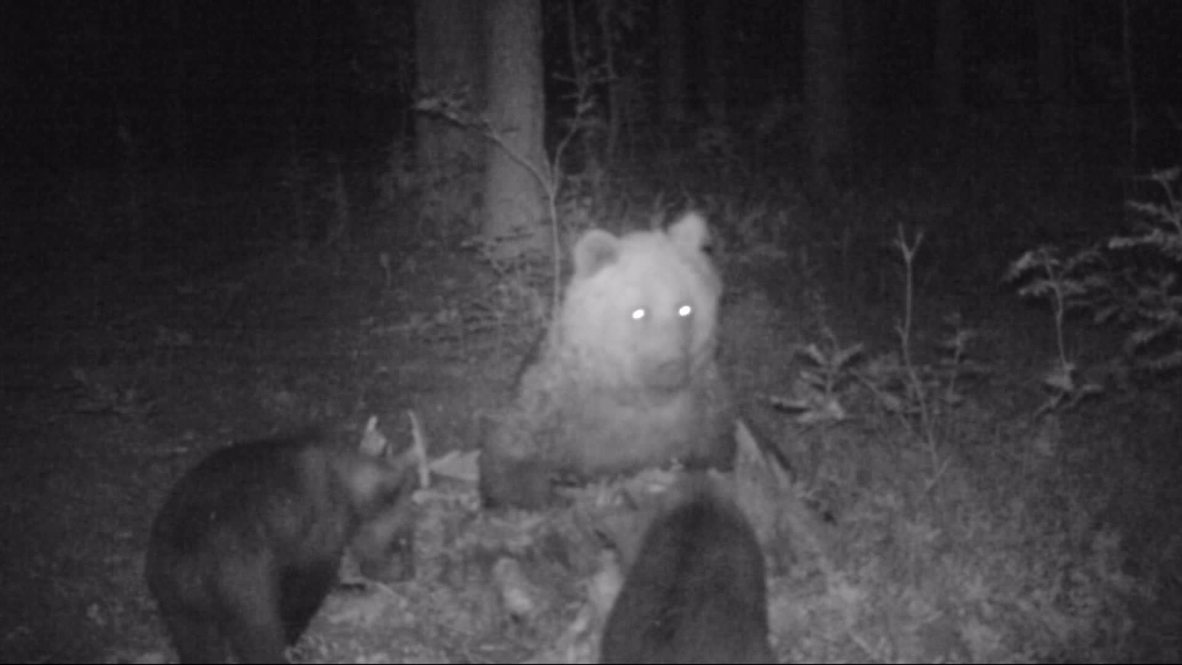 Russia: Watch these bears breakdance for the camera