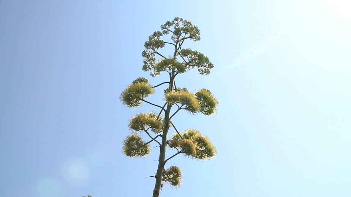 Russia: This plant takes three decades to flower.. then dies