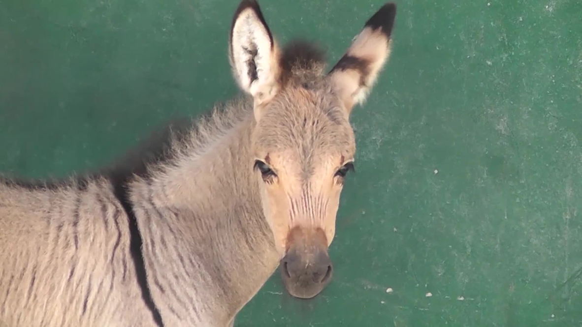 Russia: Check out 'Telegraph', Crimea's super cute Zonkey baby
